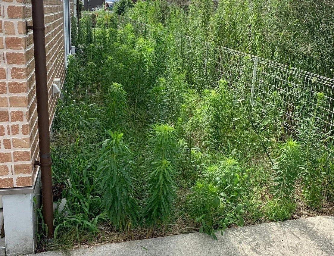 防草シート・人工芝施工