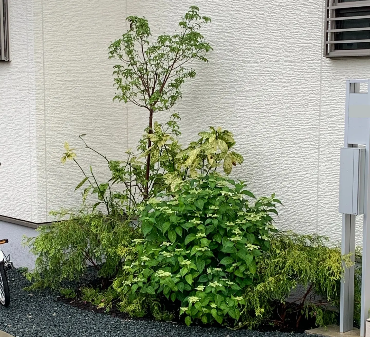 植栽
