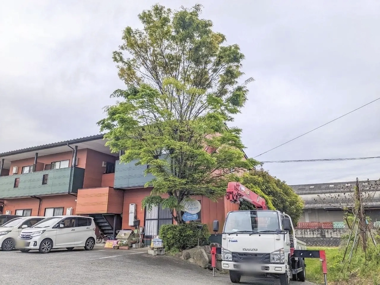 伐採